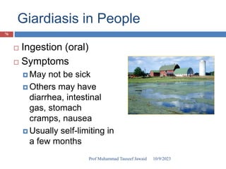 Giardiasis in People
 Ingestion (oral)
 Symptoms
 May not be sick
 Others may have
diarrhea, intestinal
gas, stomach
cramps, nausea
 Usually self-limiting in
a few months
10/9/2023
76
Prof Muhammad Tauseef Jawaid
 