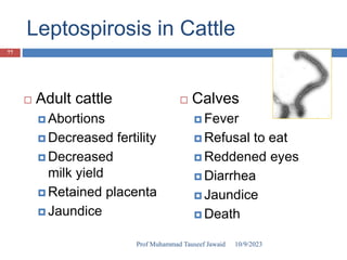 Leptospirosis in Cattle
 Adult cattle
 Abortions
 Decreased fertility
 Decreased
milk yield
 Retained placenta
 Jaundice
 Calves
 Fever
 Refusal to eat
 Reddened eyes
 Diarrhea
 Jaundice
 Death
•Bacterium: Leptospira
10/9/2023
77
Prof Muhammad Tauseef Jawaid
 