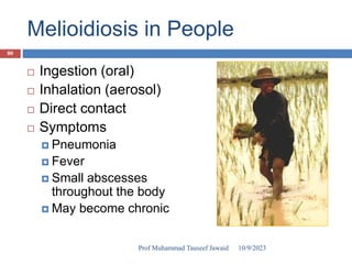 Melioidiosis in People
 Ingestion (oral)
 Inhalation (aerosol)
 Direct contact
 Symptoms
 Pneumonia
 Fever
 Small abscesses
throughout the body
 May become chronic
10/9/2023
80
Prof Muhammad Tauseef Jawaid
 