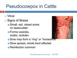 Pseudocowpox in Cattle
 Virus
 Signs of illness
 Small, red, raised sores
on teats/udder
 Forms vesicles,
scabs, nodules
 Sore may form a “ring” or “horseshoe”
 Slow spread, whole herd affected
 Reinfection common
10/9/2023
81
Prof Muhammad Tauseef Jawaid
 