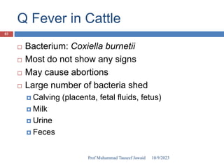 Q Fever in Cattle
 Bacterium: Coxiella burnetii
 Most do not show any signs
 May cause abortions
 Large number of bacteria shed
 Calving (placenta, fetal fluids, fetus)
 Milk
 Urine
 Feces
10/9/2023
83
Prof Muhammad Tauseef Jawaid
 