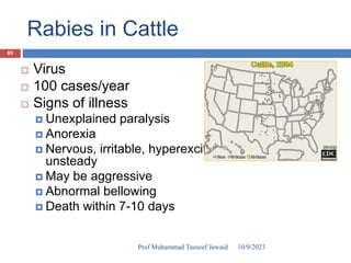 Rabies in Cattle
 Virus
 100 cases/year
 Signs of illness
 Unexplained paralysis
 Anorexia
 Nervous, irritable, hyperexcitable,
unsteady
 May be aggressive
 Abnormal bellowing
 Death within 7-10 days
10/9/2023
85
Prof Muhammad Tauseef Jawaid
 