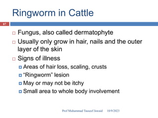 Ringworm in Cattle
 Fungus, also called dermatophyte
 Usually only grow in hair, nails and the outer
layer of the skin
 Signs of illness
 Areas of hair loss, scaling, crusts
 “Ringworm” lesion
 May or may not be itchy
 Small area to whole body involvement
10/9/2023
87
Prof Muhammad Tauseef Jawaid
 
