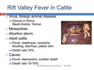 Rift Valley Fever in Cattle
 Virus, foreign animal disease
 Occurs in Africa,
Saudi Arabia, Yemen
 Mosquitoes
 Abortion storm
 Adult cattle
 Fever, weakness, anorexia,
drooling, diarrhea, yellow skin
 Death rate 10%
 Calves
 Fever, depression, sudden death
 Death rate 10-70%
10/9/2023
89
Prof Muhammad Tauseef Jawaid
 