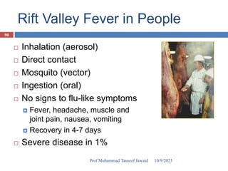 Rift Valley Fever in People
 Inhalation (aerosol)
 Direct contact
 Mosquito (vector)
 Ingestion (oral)
 No signs to flu-like symptoms
 Fever, headache, muscle and
joint pain, nausea, vomiting
 Recovery in 4-7 days
 Severe disease in 1%
10/9/2023
90
Prof Muhammad Tauseef Jawaid
 