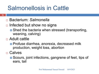 Salmonellosis in Cattle
 Bacterium: Salmonella
 Infected but show no signs
 Shed the bacteria when stressed (transporting,
weaning, calving)
 Adult cattle
 Profuse diarrhea, anorexia, decreased milk
production, weight loss, abortion
 Calves
 Scours, joint infections, gangrene of feet, tips of
ears, tail
10/9/2023
91
Prof Muhammad Tauseef Jawaid
 