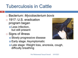 Tuberculosis in Cattle
 Bacterium: Mycobacterium bovis
 1917: U.S. eradication
program began
 Less infection,
but still present
 Signs of illness
 Slowly progressive disease
 Early stage: Asymptomatic
 Late stage: Weight loss, anorexia, cough,
difficulty breathing
10/9/2023
93
Prof Muhammad Tauseef Jawaid
 