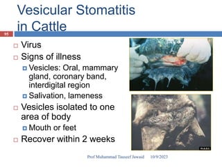 Vesicular Stomatitis
in Cattle
 Virus
 Signs of illness
 Vesicles: Oral, mammary
gland, coronary band,
interdigital region
 Salivation, lameness
 Vesicles isolated to one
area of body
 Mouth or feet
 Recover within 2 weeks
10/9/2023
95
Prof Muhammad Tauseef Jawaid
 