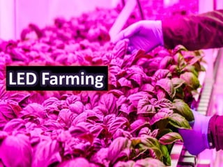 LED Farming
 