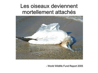 Les oiseaux deviennent mortellement attachés - World Wildlife Fund Report 2005 