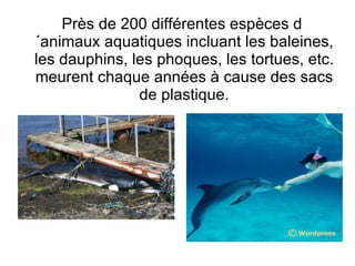 Près de 200 différentes espèces d´animaux aquatiques incluant les baleines, les dauphins, les phoques, les tortues, etc. meurent chaque années à cause des sacs de plastique. 