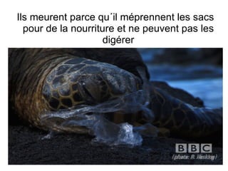 Ils meurent parce qu´il méprennent les sacs pour de la nourriture et ne peuvent pas les digérer 