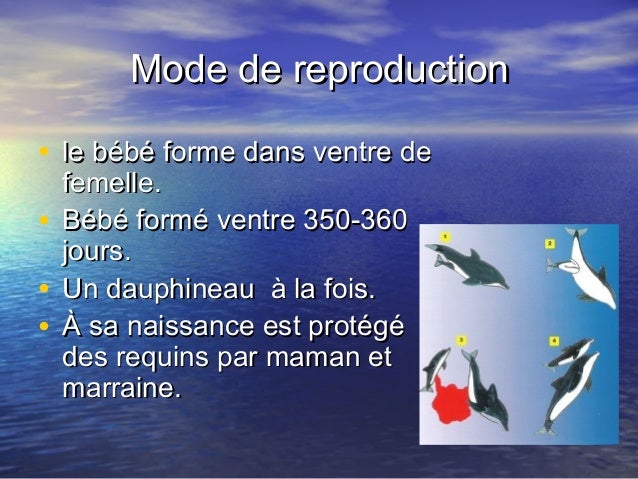 Le Dauphin Commun Stella