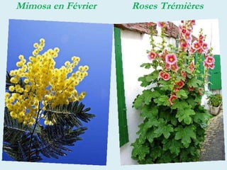 Mimosa en Février  Roses Trémières  