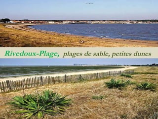 Rivedoux-Plage,  plages   de   sable,   petites   dunes   