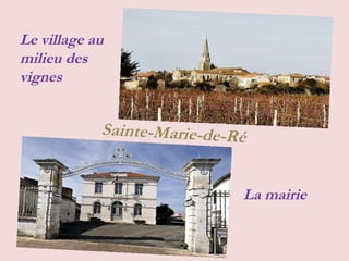 Sainte-Marie-de-Ré La mairie Le village au milieu des vignes 
