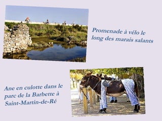 Promenade à   vélo   le   long   des   marais   salants   Ane en culotte dans le parc de la Barbette à Saint-Martin-de-Ré  