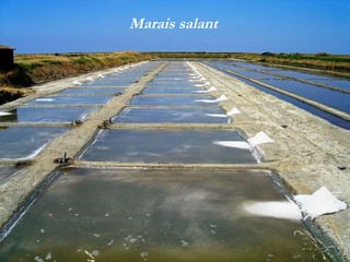 Marais salant 
