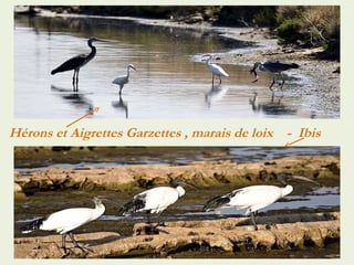 Hérons et Aigrettes Garzettes , marais de loix  -  Ibis  