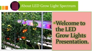 About LED Grow Light Spectrum
•Welcome to
the LED
Grow Lights
Presentation.
 