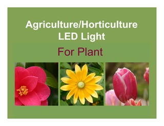 Agriculture/Horticulture
      LED Light
      For Plant
 