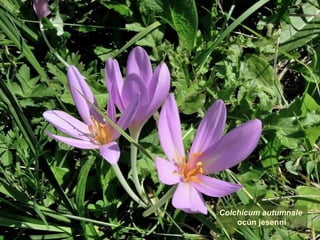 Colchicum autumnale
ocún jesenní
 