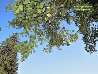 Alnus glutinosa
olše lepkavá
 