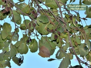 Alnus glutinosa
olše lepkavá
 