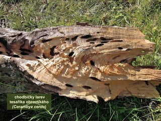 chodbičky larev
tesaříka obrovského
(Cerambyx cerdo)
 