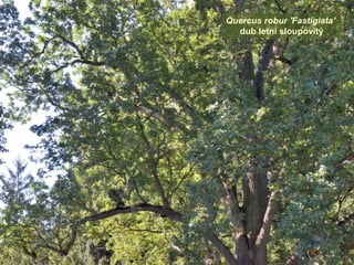 Quercus robur 'Fastigiata'
dub letní sloupovitý
 