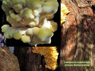 Laetiporus sulphureus
sírovec žlutooranžový
 