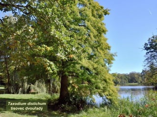 Taxodium distichum
tisovec dvouřadý
 