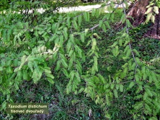 Taxodium distichum
tisovec dvouřadý
 