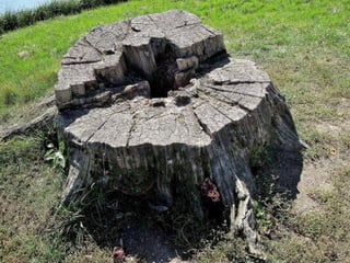 Lednice - zámecký park na podzim (2012)