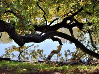Lednice - zámecký park na podzim (2012)