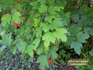 Viburnum opulus
kalina obecná
 