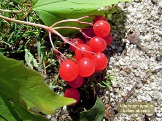 Viburnum opulus
kalina obecná
 