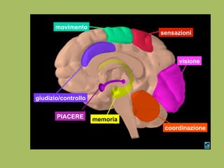 visione
sensazioni
coordinazione
memoria
movimento
giudizio/controllo
PIACERE
 