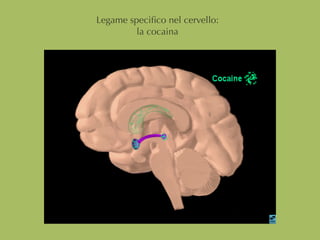 Legame speciﬁco nel cervello:
la cocaina
 