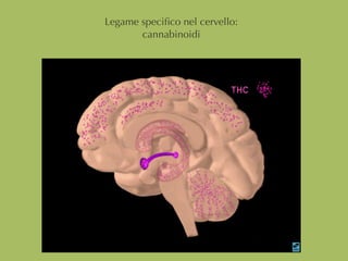 Legame speciﬁco nel cervello:
cannabinoidi
 