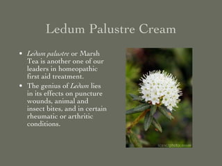 Ledum Palustre Cream ,[object Object],[object Object]