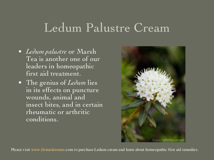 Ledum palustre Puncture Wound Remedy