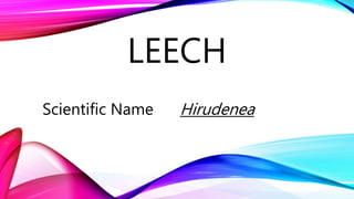 LEECH
Scientific Name Hirudenea
 