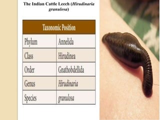 Leech.pptx