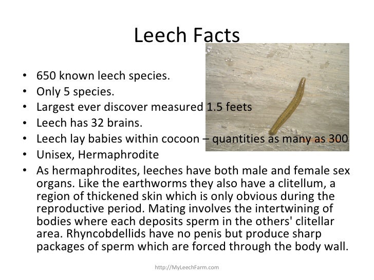 Leech Farming Guide