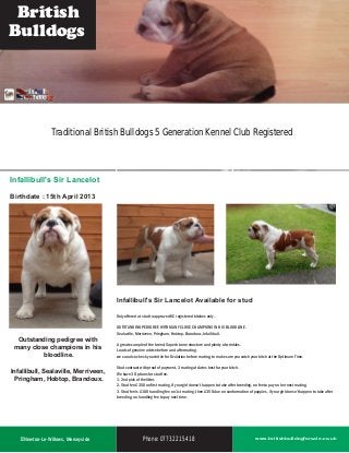 bulldogs for sale brochure