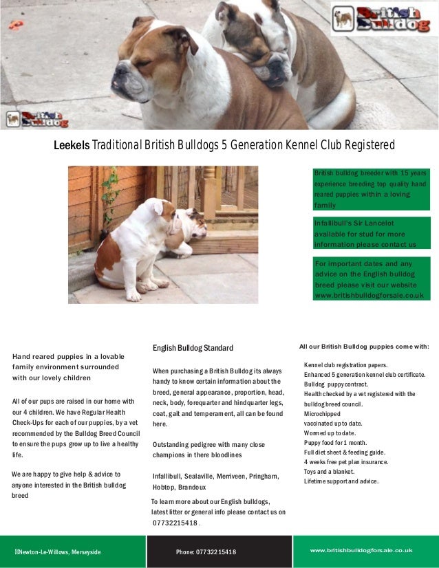 kc registered british bulldog puppies for sale