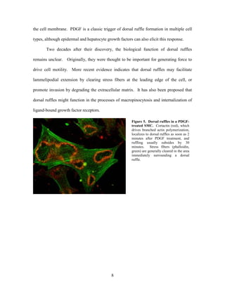 Lee Mangiante Masters Thesis