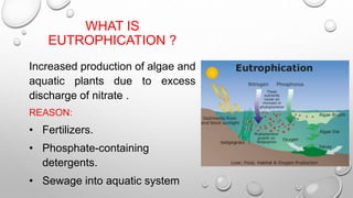 WHAT IS
EUTROPHICATION ?
Increased production of algae and
aquatic plants due to excess
discharge of nitrate .
REASON:
• Fertilizers.
• Phosphate-containing
detergents.
• Sewage into aquatic system
 
