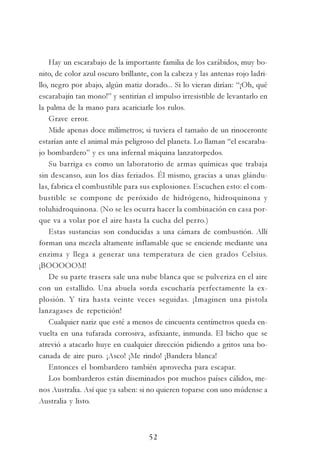 52
Hay un escarabajo de la importante familia de los carábidos, muy bo-
nito, de color azul oscuro brillante, con la cabeza y las antenas rojo ladri-
llo, negro por abajo, algún matiz dorado... Si lo vieran dirían: “¡Oh, qué
escarabajín tan mono!” y sentirían el impulso irresistible de levantarlo en
la palma de la mano para acariciarle los rulos.
Grave error.
Mide apenas doce milímetros; si tuviera el tamaño de un rinoceronte
estarían ante el animal más peligroso del planeta. Lo llaman “el escaraba-
jo bombardero” y es una infernal máquina lanzatorpedos.
Su barriga es como un laboratorio de armas químicas que trabaja
sin descanso, aun los días feriados. Él mismo, gracias a unas glándu-
las, fabrica el combustible para sus explosiones. Escuchen esto: el com-
bustible se compone de peróxido de hidrógeno, hidroquinona y
toluhidroquinona. (No se les ocurra hacer la combinación en casa por-
que va a volar por el aire hasta la cucha del perro.)
Estas sustancias son conducidas a una cámara de combustión. Allí
forman una mezcla altamente inflamable que se enciende mediante una
enzima y llega a generar una temperatura de cien grados Celsius.
¡BOOOOOM!
De su parte trasera sale una nube blanca que se pulveriza en el aire
con un estallido. Una abuela sorda escucharía perfectamente la ex-
plosión. Y tira hasta veinte veces seguidas. ¡Imaginen una pistola
lanzagases de repetición!
Cualquier nariz que esté a menos de cincuenta centímetros queda en-
vuelta en una tufarada corrosiva, asfixiante, inmunda. El bicho que se
atrevió a atacarlo huye en cualquier dirección pidiendo a gritos una bo-
canada de aire puro. ¡Asco! ¡Me rindo! ¡Bandera blanca!
Entonces el bombardero también aprovecha para escapar.
Los bombarderos están diseminados por muchos países cálidos, me-
nos Australia. Así que ya saben: si no quieren toparse con uno múdense a
Australia y listo.
 